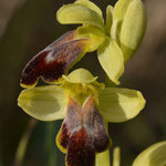 Ophrys forestieri, Rivesaltes, 27 mars 2014, Photo J©Tocabens