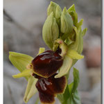 Ophrys exaltata marzuola, Rivesaltes le 2 mars 2014, J©Tocabens