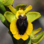 Ophrys lutea, Camelas (66), J©Tocabens