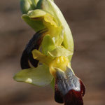 Ophrys forestieri, Torreilles (66), J©Tocabens