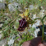 Ophrys spegodes mammosa