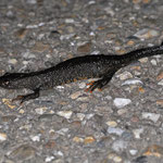 Triturus cristatus - kamsalamander