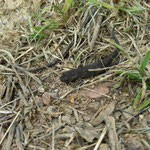 Iberische watersalamander (landfase)