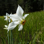 Narcissus serotinus