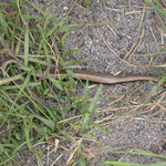 Anguis fragilis - hazelworm zwanger