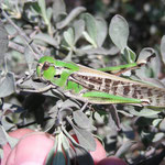 Locusta migratoria (Europese treksprinkhaan)