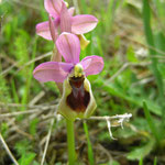 grote spiegelophrys