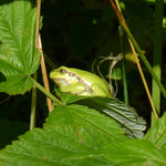 Hyla arborea - boomkikker