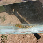 vuursalamander (Salamandra salamandra morenica)