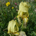 Iris lutescens