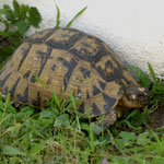 Moorse landschildpad (Testudo graeca)