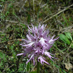 Orchis italica (Italiaanse orchis)
