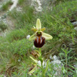 Ophrys spegodes