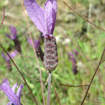 kuiflavendel (Lavendula stoechas)