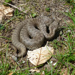 Vipera seoanei (Cantabrische adder)