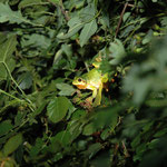 boomkikker (Hyla arborea)
