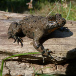 Bombina variegata - geelbuikvuurpad