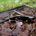 Salamandra salamandra - vuursalamander