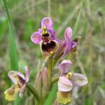 Ophrys tenthredinifera (grote spiegelophrys)