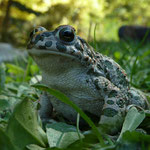 Bufo viridis