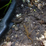Lissotriton vulgaris - kleine watersalamander