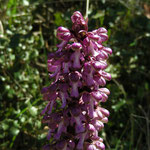 hyacinth-orchis