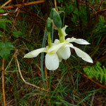 Narcissus papyraceus