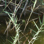 Pelophylax epeiroticus