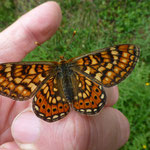 Euphydryas aurinia