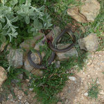 Dolichophis caspius aangevallen door slangenarend