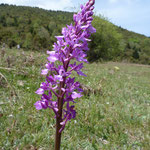 Orchis masculs