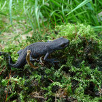 Ichthyosaura alpestris - Alpenwatersalamander