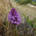 Anacamptis pyrimidalis