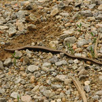 hazelworm (Anguis fragilis)