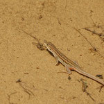 Franjeteenhagedis (Acanthodactylus erythrurus)