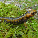 Salamandra salamandra alfredschmidti