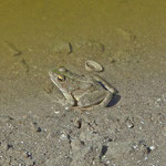 Pelophylax kurtmuelleri