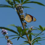 Danaus chrysippus