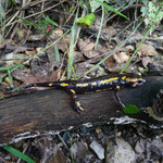 Salamandra salamandra - vuursalamander