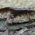 Lissotriton helveticus - vinpootsalamander