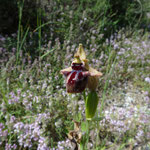 Ophrys spegodes mammosa