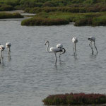Europese flamingo's