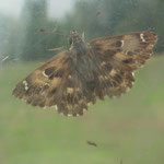 Malven-Dickkopffalter  (Carcharodus alceae)