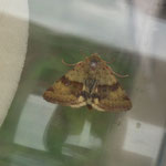 Karden Sonneneule  (Heliothis viriplaca)