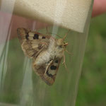 Karden Sonneneule  (Heliothis viriplaca)