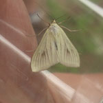 Möhrenzünsler  (Sitochroa palealis)