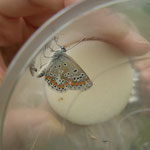 Kleiner Sonnenröschen Bläuling  (Aricia agestis) weiblich