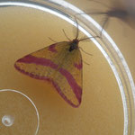 Ampfer-Purpurspanner  (Lythria cruentaria)