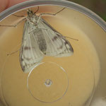 Möhrenzünsler  (Sitochroa palealis)