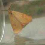 Rotrandbär  (Diacrisia sannio) männlich